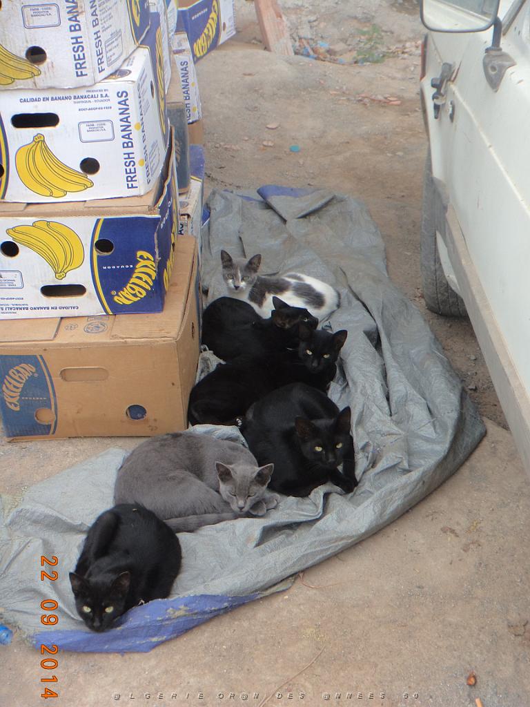 81-On aime les chats a Oran-Bir-el-Djir.JPG -                                